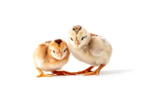 Chickens on a white background, isolated, close-up Stock Photos