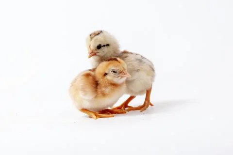 Chickens on a white background, isolated, close-up Stock Photos