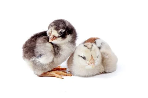 Chickens on a white background, isolated, close-up Stock Photos