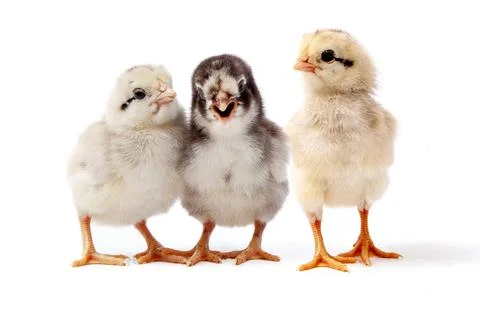 Chickens on a white background, isolated, close-up Stock Photos