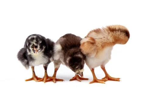 Chickens on a white background, isolated, close-up Stock Photos