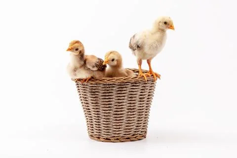 Chickens on a white background, isolated, close-up Stock Photos
