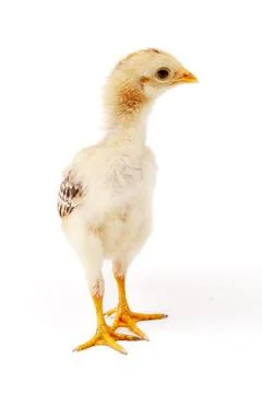Chickens on a white background, isolated, close-up Stock Photos