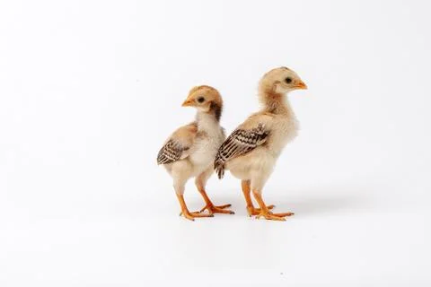 Chickens on a white background, isolated, close-up Stock Photos