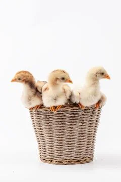 Chickens on a white background, isolated, close-up Stock Photos