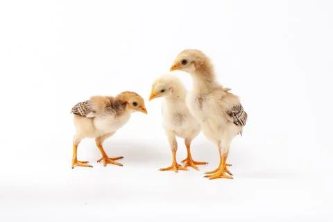Chickens on a white background, isolated, close-up Stock Photos