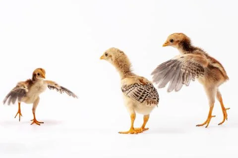 Chickens on a white background, isolated, close-up Stock Photos