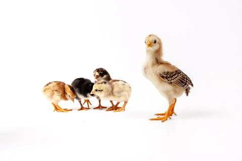 Chickens on a white background, isolated, close-up Stock Photos