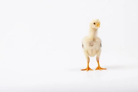 Chickens on a white background, isolated, close-up Stock Photos