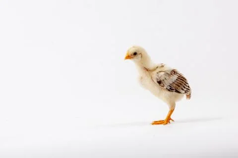Chickens on a white background, isolated, close-up Stock Photos