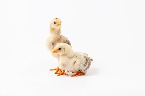 Chickens on a white background, isolated, close-up Stock Photos