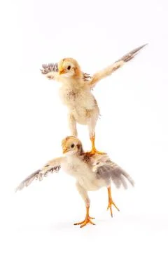 Chickens on a white background, isolated, close-up Stock Photos