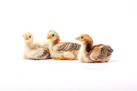 Chickens on a white background, isolated, close-up Stock Photos