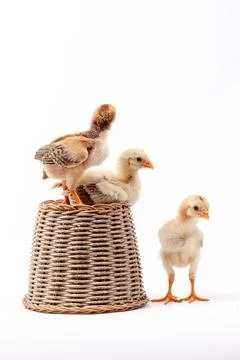 Chickens on a white background, isolated, close-up Stock Photos