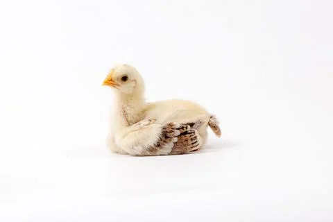 Chickens on a white background, isolated, close-up Stock Photos