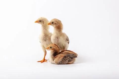 Chickens on a white background, isolated, close-up Stock Photos