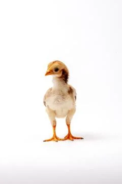 Chickens on a white background, isolated, close-up Stock Photos