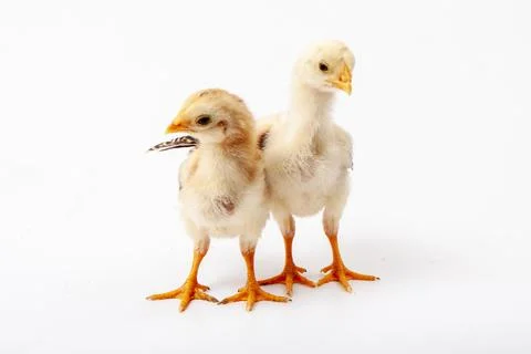 Chickens on a white background, isolated, close-up Stock Photos