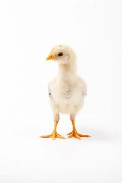 Chickens on a white background, isolated, close-up Stock Photos