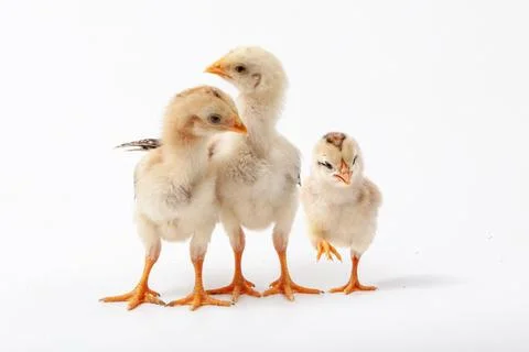 Chickens on a white background, isolated, close-up Stock Photos