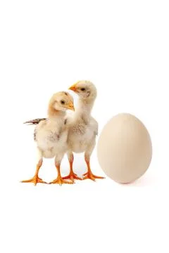 Chickens on a white background, isolated, close-up Stock Photos