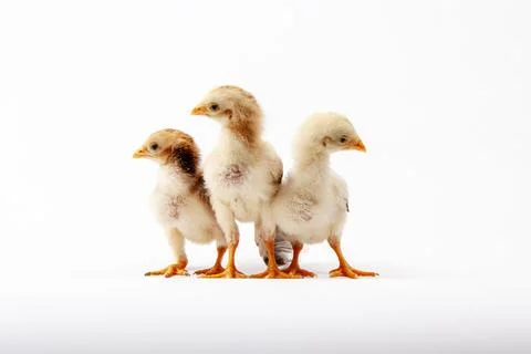 Chickens on a white background, isolated, close-up Stock-Fotos