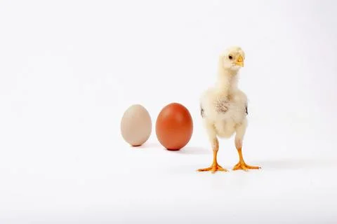 Chickens on a white background, isolated, close-up Stock Photos