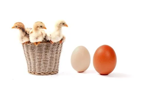 Chickens on a white background, isolated, close-up Stock Photos