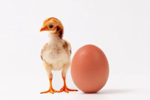 Chickens on a white background, isolated, close-up Stock Photos