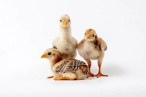 Chickens on a white background, isolated, close-up Stock Photos