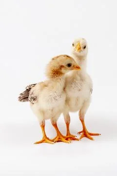 Chickens on a white background, isolated, close-up Stock Photos