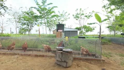 Chickens in a wire mesh tunnel in a garden at early morning sunrise 動画素材 339864607