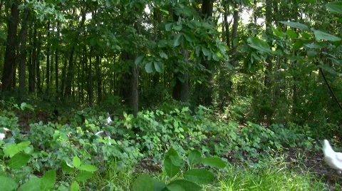 Chickens in the woods Stock Footage 143722