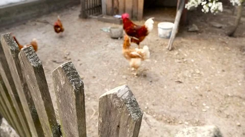 Chickens in the yard. Camera in motion Stock Footage 80280246
