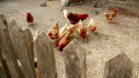 Chickens in the yard. Camera in motion Stock Footage 80281013