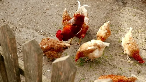 Chickens in the yard. Camera in motion Stock-Footage 80281215
