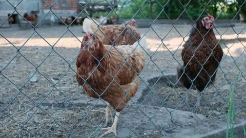 Chickens in the yard, countryside Stock Footage 157058117