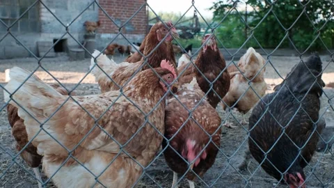 Chickens in the yard, countryside Stock Footage 157058288