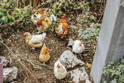 Chickens in yard of farm Stock Photos