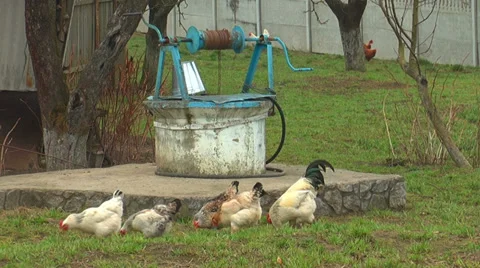 Chickens In The Yard Stock Footage 38747988