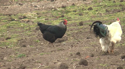 Chickens In The Yard Stockbeeldmateriaal 38748108