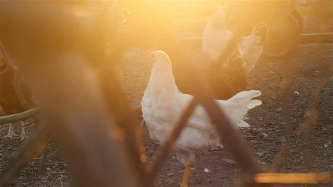 Chickens in the yard Stock Footage 107734452