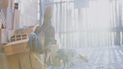 Chickens in the yard 스톡 동영상 128138507