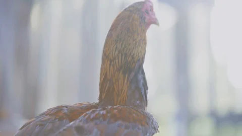 Chickens in a yard Video stock 128139808