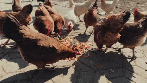 Chickens in the yard Stock Footage 311600506