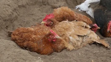 Chickens in a yard having a dirt bath Stock Footage 85784097