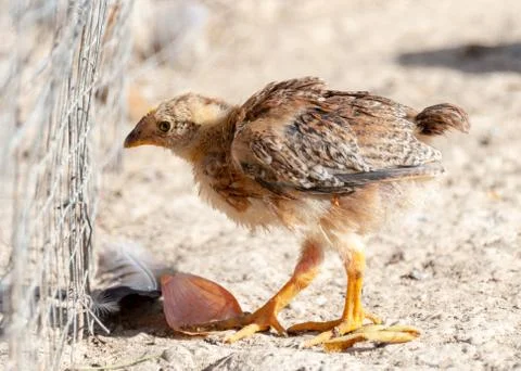 Chickens in the yard Stock Photos