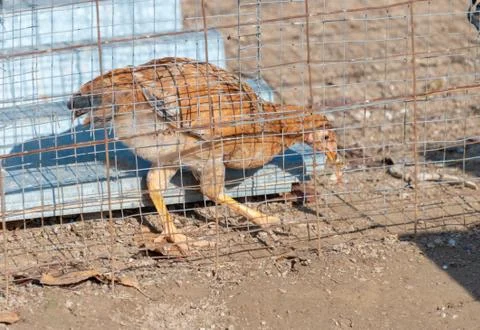 Chickens in the yard Stock Photos