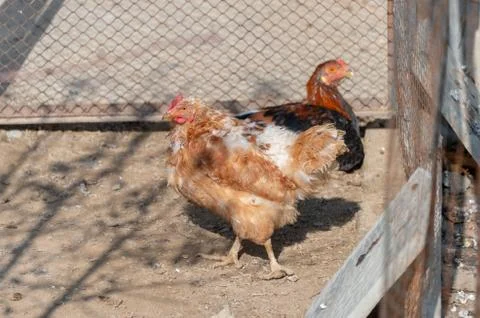 Chickens in the yard Stock Photos