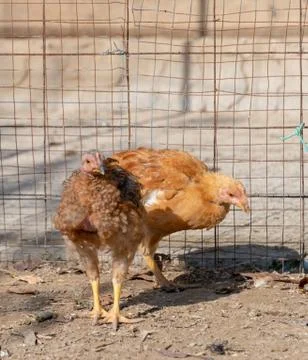 Chickens in the yard Foto stock